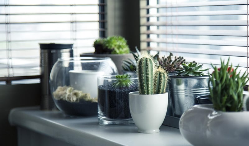 Indoor Plant Oasis